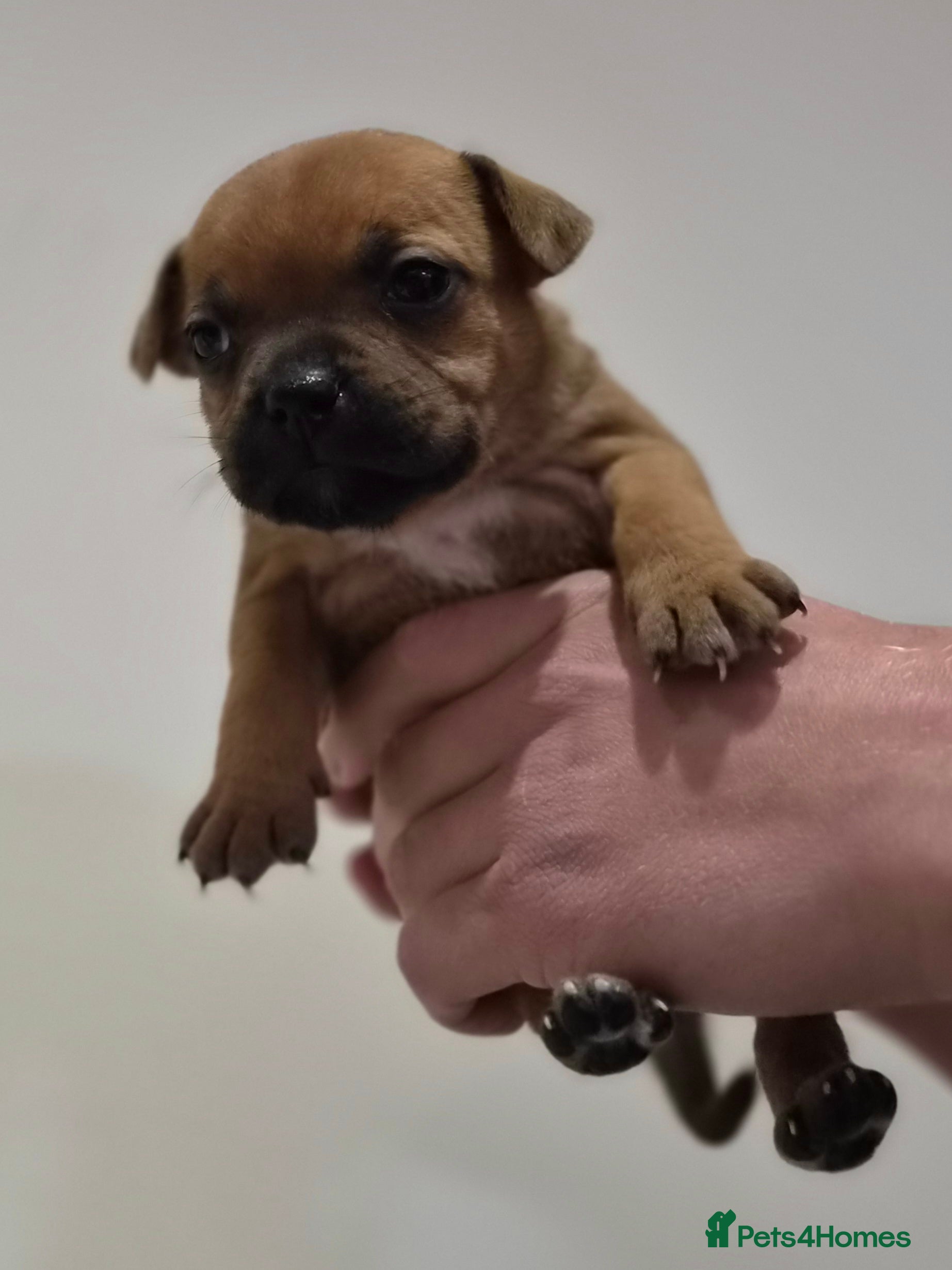 Staffordshire Bull Terrier dogs for sale: Red Staffordshire bull terrier puppies for sale - Advert 2