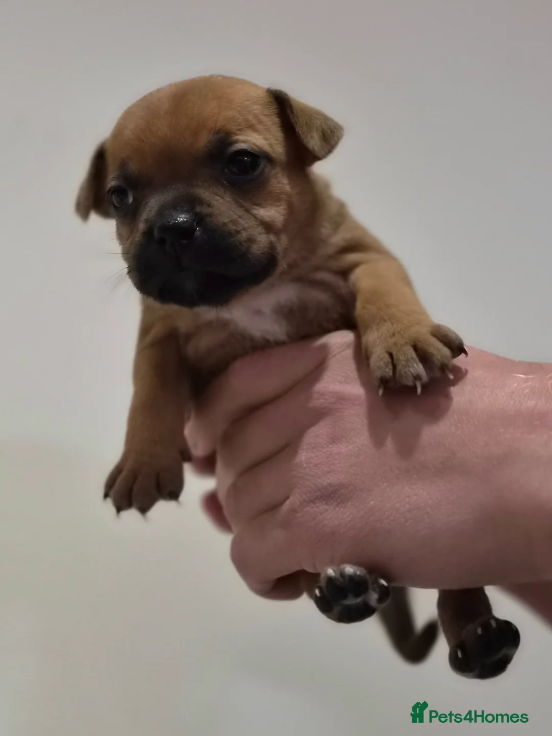 Staffordshire Bull Terrier dogs for sale: Red Staffordshire bull terrier puppies for sale - Advert 2