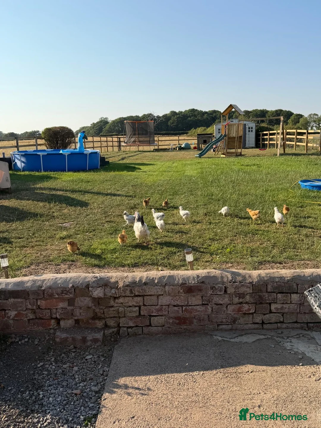 Chickens poultry for sale: Gold tops, silkie x light Sussex  - Advert 1