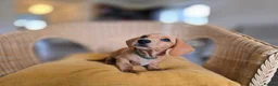 Miniature Dachshund dogs for sale: KC Registered Mini Dachshund Puppies. Rare colors - Advert 14