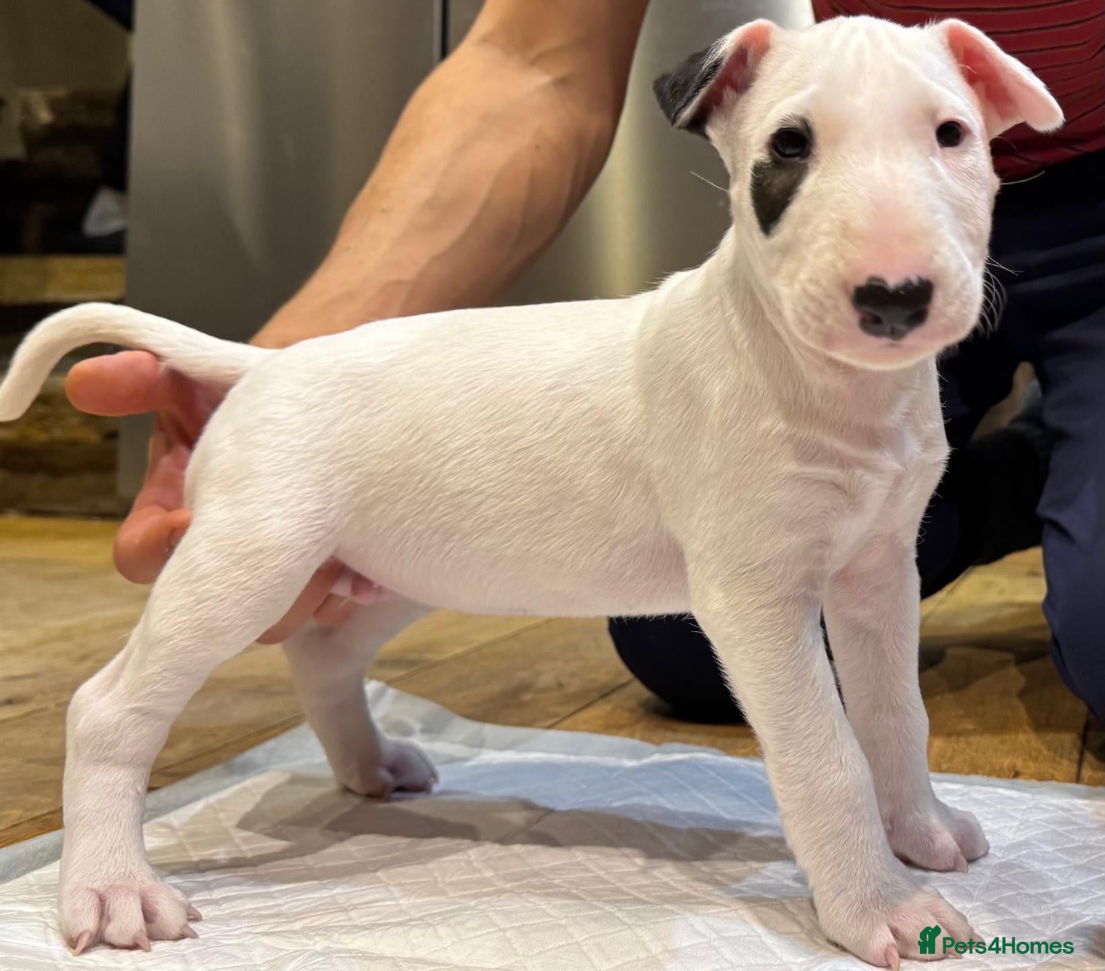 English Bull Terrier dogs Top quality Bull Terrier puppy available. - Advert 2