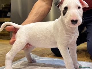 English Bull Terrier dogs Top quality Bull Terrier puppy available. - Advert 4