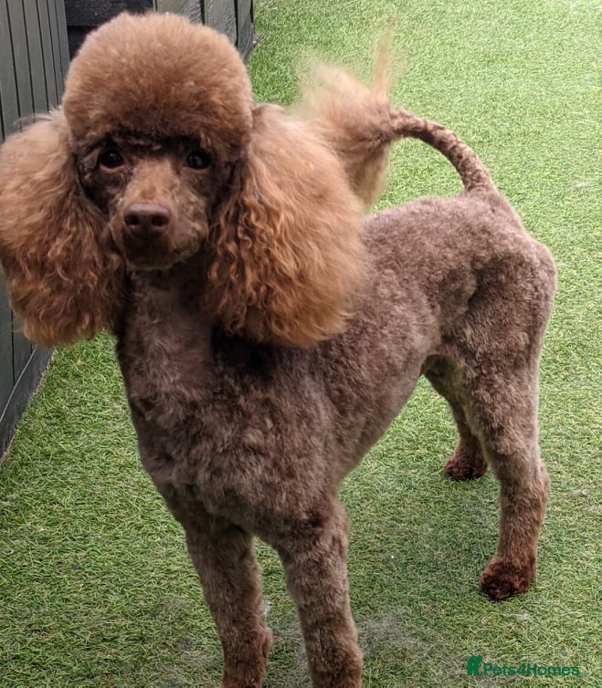 Toy Poodle dogs Toy chocolate poodle  in Pontypool - Advert 16