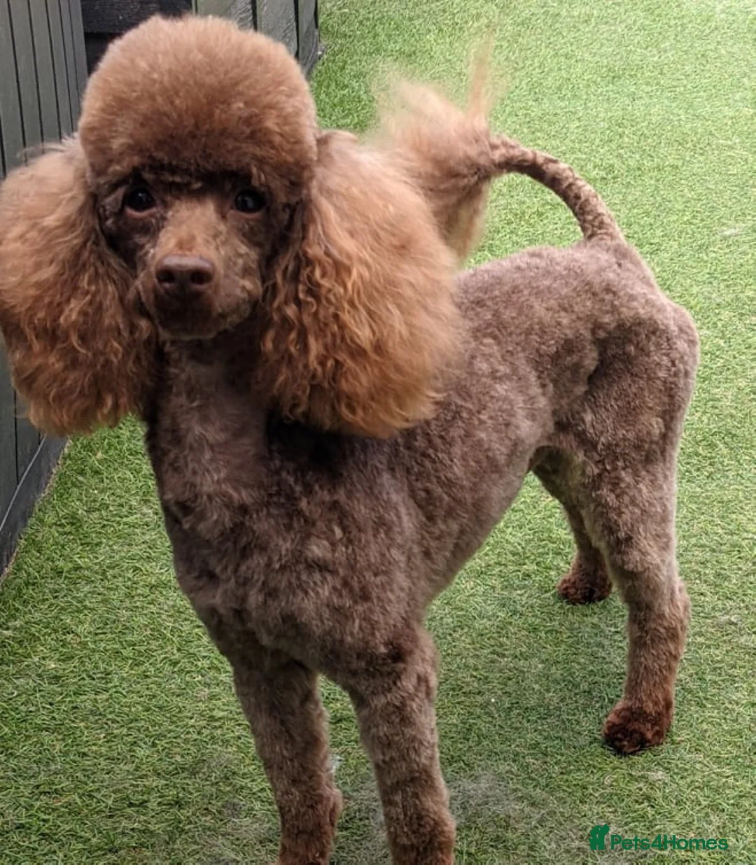 Toy Poodle dogs for stud: Toy chocolate poodle  in Pontypool - Advert 1