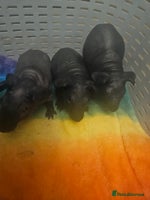 Guinea Pig rodents - Advert 10