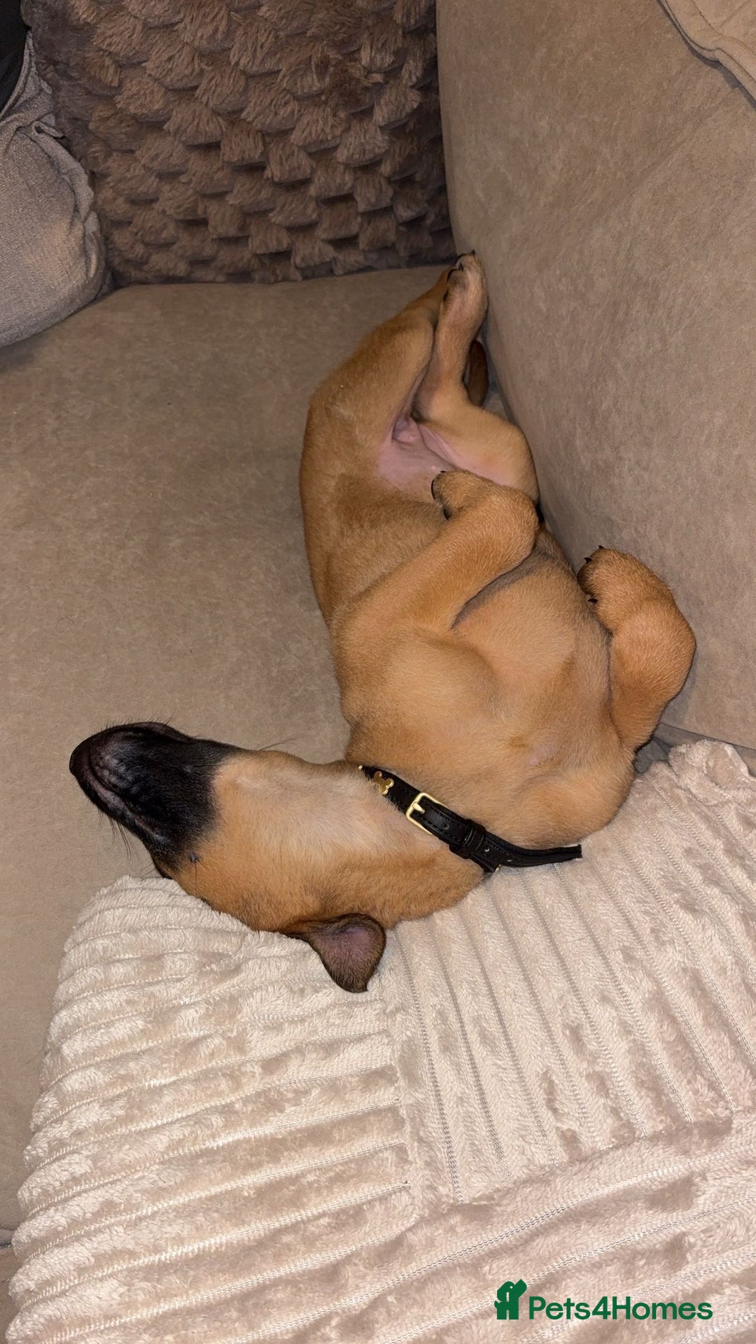 Belgian Shepherd Dog dogs for sale: 8 week old Belgian malinois bitch  - Advert 2