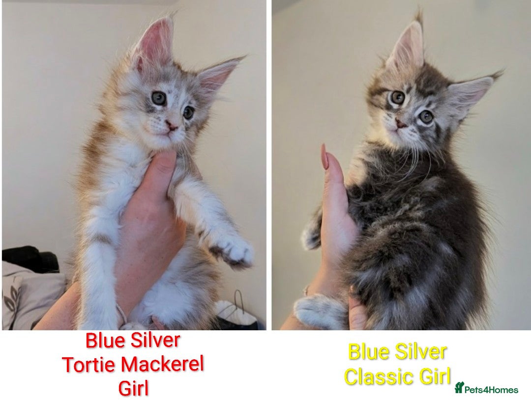 Maine Coon cats Champion Line Female Maine Coon Kittens  - Advert 4