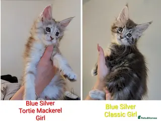 Maine Coon cats Champion Line Female Maine Coon Kittens - Advert 4