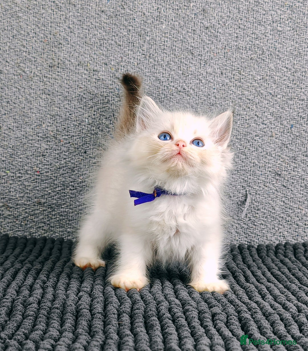 Ragdoll cats for sale: ❤️BEST KITTENS RAGDOLL❤️ CHAMPION REGIONAL WINNER  - Advert 12