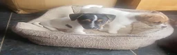 Jack Russell dogs for sale: Jack Russell Puppies for sale - Advert 7