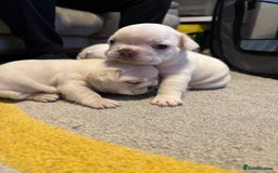 French Bulldog dogs for sale: KC Platinum French Bulldog Boy–Carrying Fluffy 🐾 - Image 10