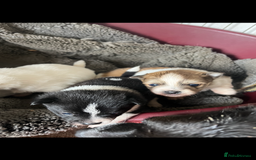 Mixed Breed dogs for sale: Jack Russel cross Pomeranian  - Image 11