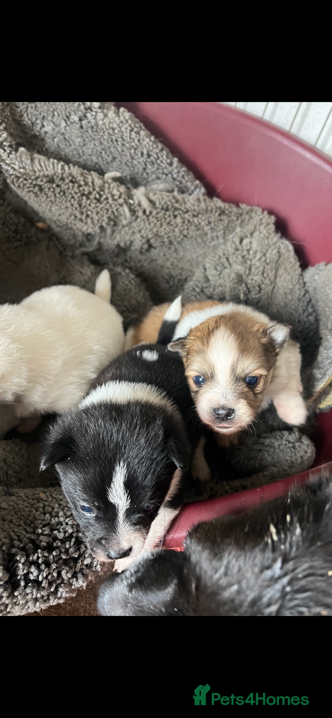 Mixed Breed dogs for sale: Jack Russel cross Pomeranian  - Image 11