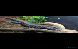 Lizard reptiles for sale: Friendly Tegu & Full Setup - Image 3
