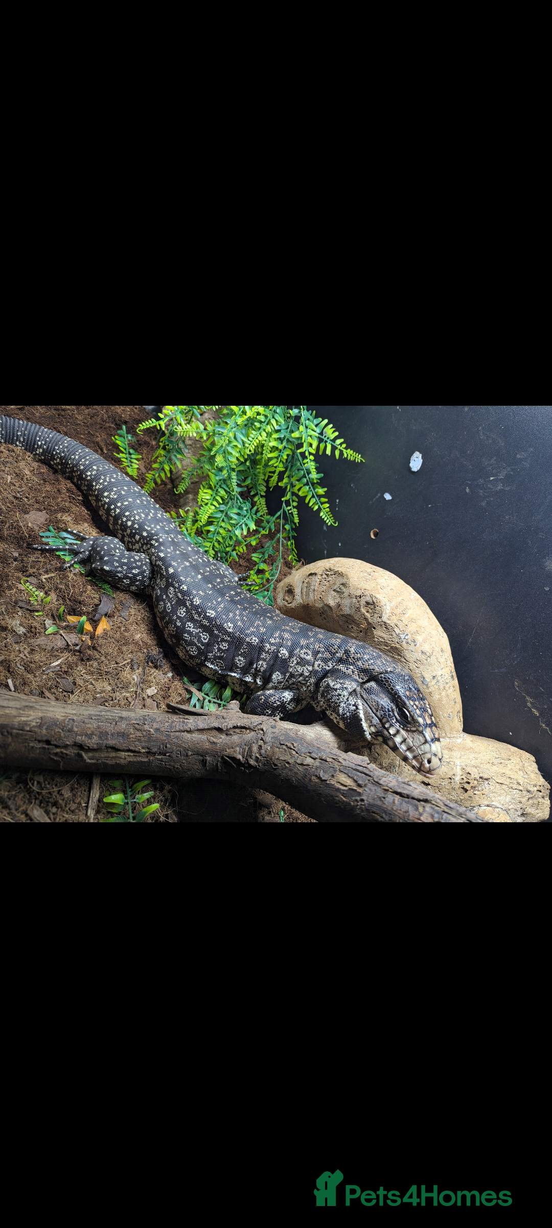 Lizard reptiles for sale: Friendly Tegu & Full Setup - Image 3