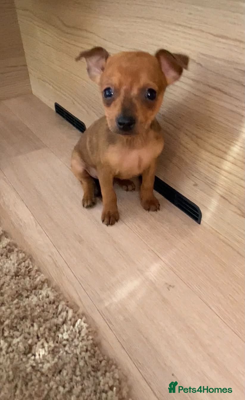 Miniature Pinscher dogs 2 Merle miniature pincher puppy’s left 💙💙 - Advert 1