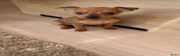 Miniature Pinscher dogs for sale: 2 Merle miniature pincher puppy’s left 💙💙 - Advert 1