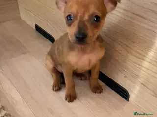Miniature Pinscher dogs 2 Merle miniature pincher puppy’s left 💙💙 - Advert 1