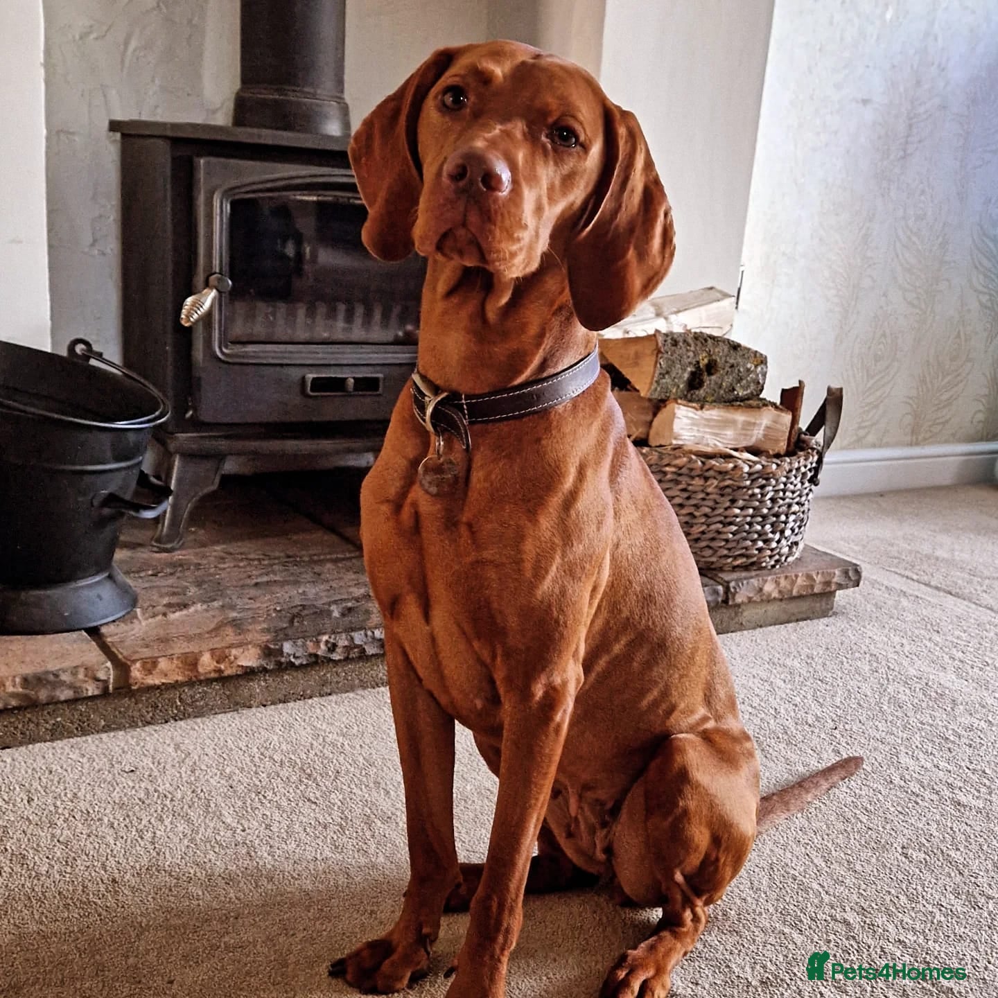 Mixed Breed dogs Working Cocker Spaniel X Hungarian Vizsla - Advert 7