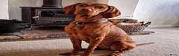 Mixed Breed dogs for sale: Working Cocker Spaniel X Hungarian Vizsla - Advert 1