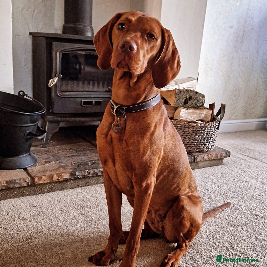 Mixed Breed dogs for sale: Working Cocker Spaniel X Hungarian Vizsla - Advert 1