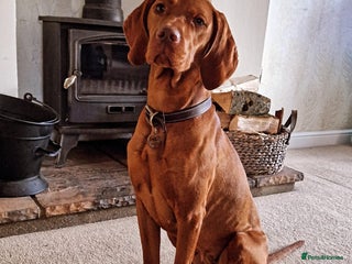 Mixed Breed dogs Working Cocker Spaniel X Hungarian Vizsla - Advert 7