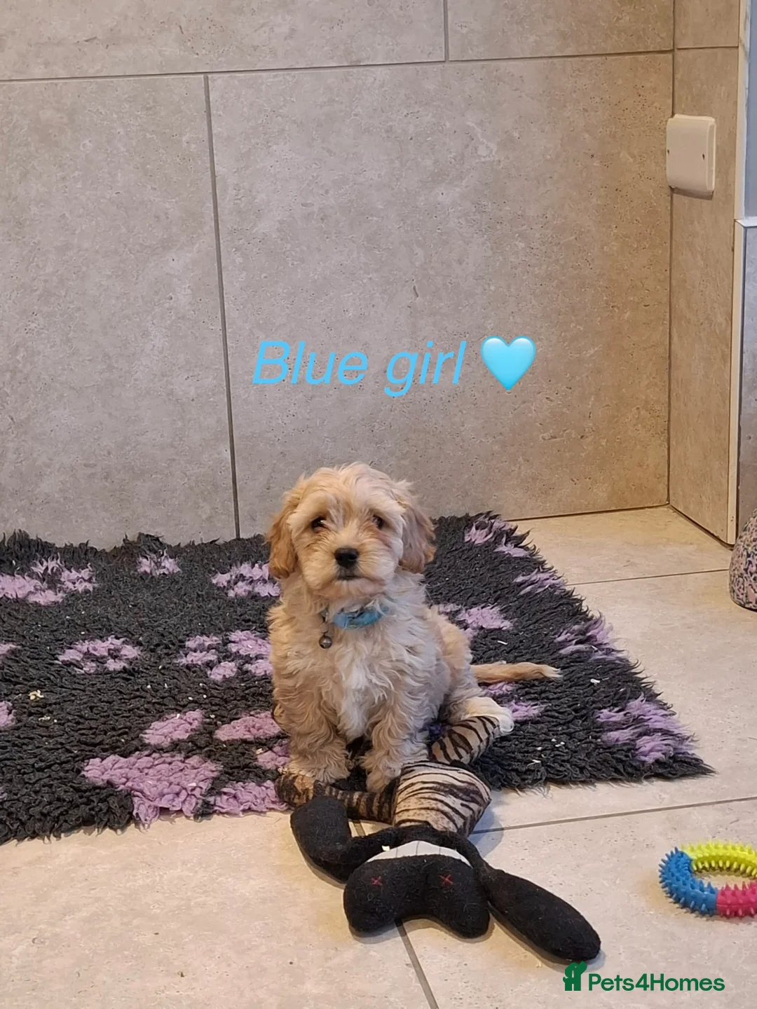 Cavachon dogs for sale: Beautiful Cavachon puppies 🤍 - Advert 2