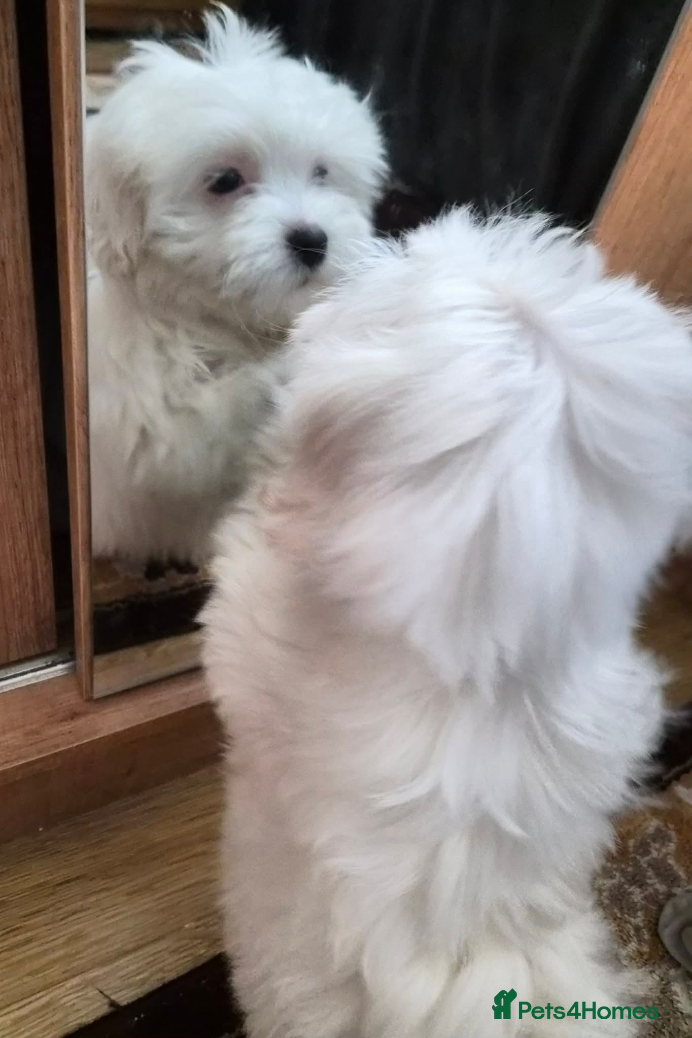 Maltese dogs Bichon Maltese mini toy , one boy and one girl - Advert 1