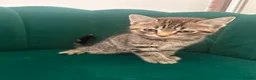 Scottish Fold cats for sale: ✨Adorable Scottish Fold Kittens 🐾 - Advert 5