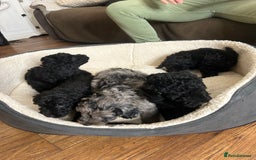 Cockapoo dogs for sale: ONLY 2  LEFT OUTSTANDING TINY MINITURE COCKAPOOS  - Image 10
