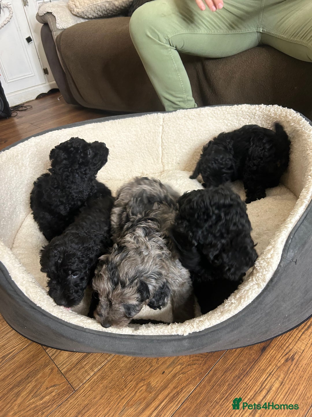Cockapoo dogs for sale: ONLY 2  LEFT OUTSTANDING TINY MINITURE COCKAPOOS  - Image 10