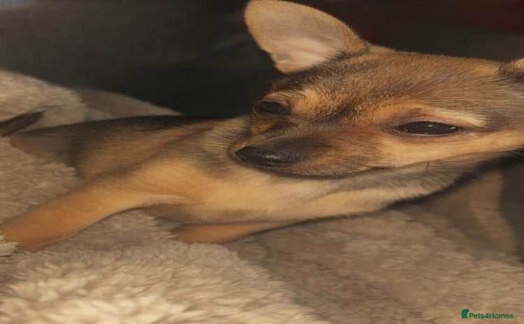 Chihuahua dogs - Advert 1