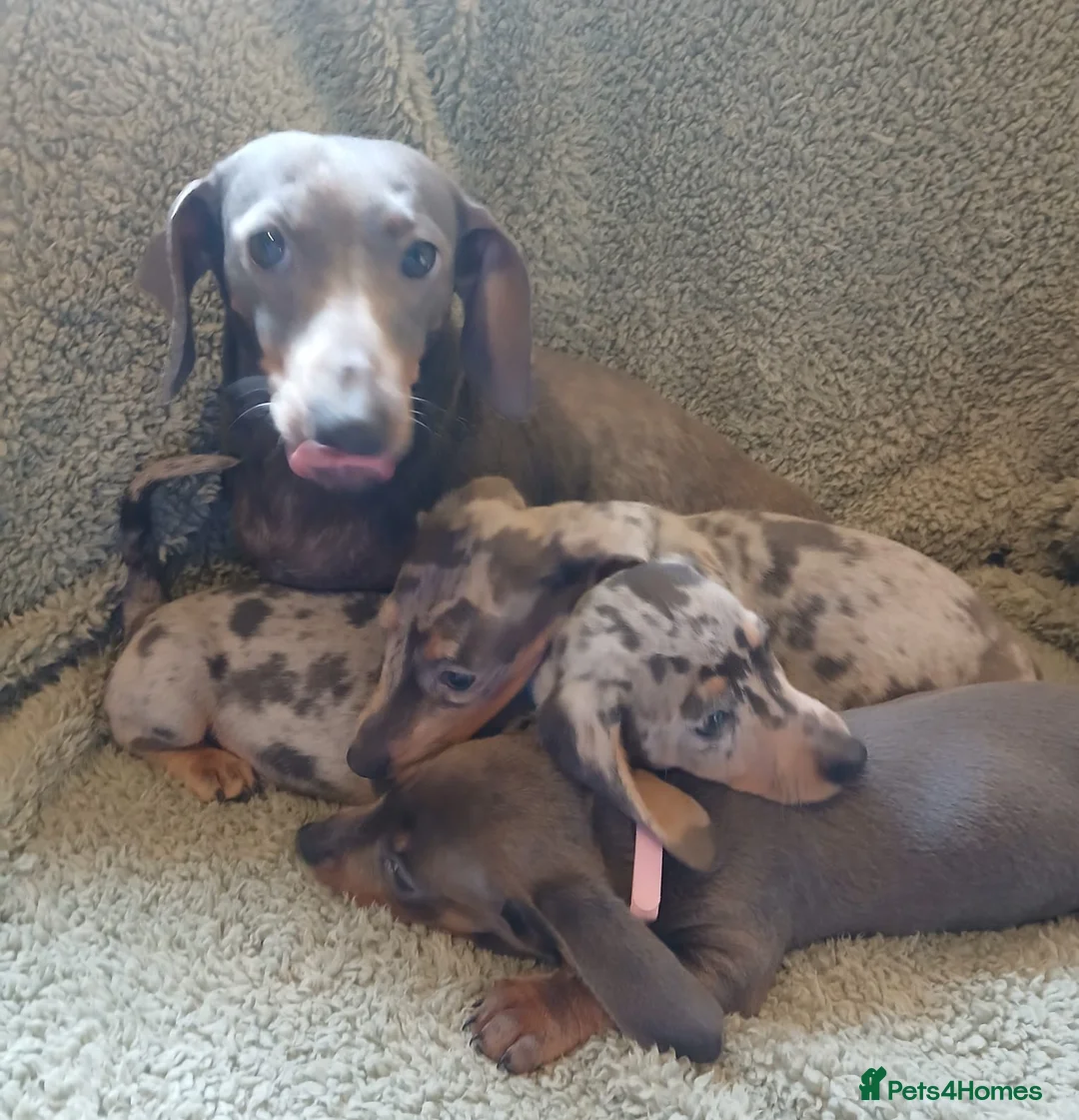 Miniature Dachshund dogs for sale: miniature dachshund puppies  - Advert 11