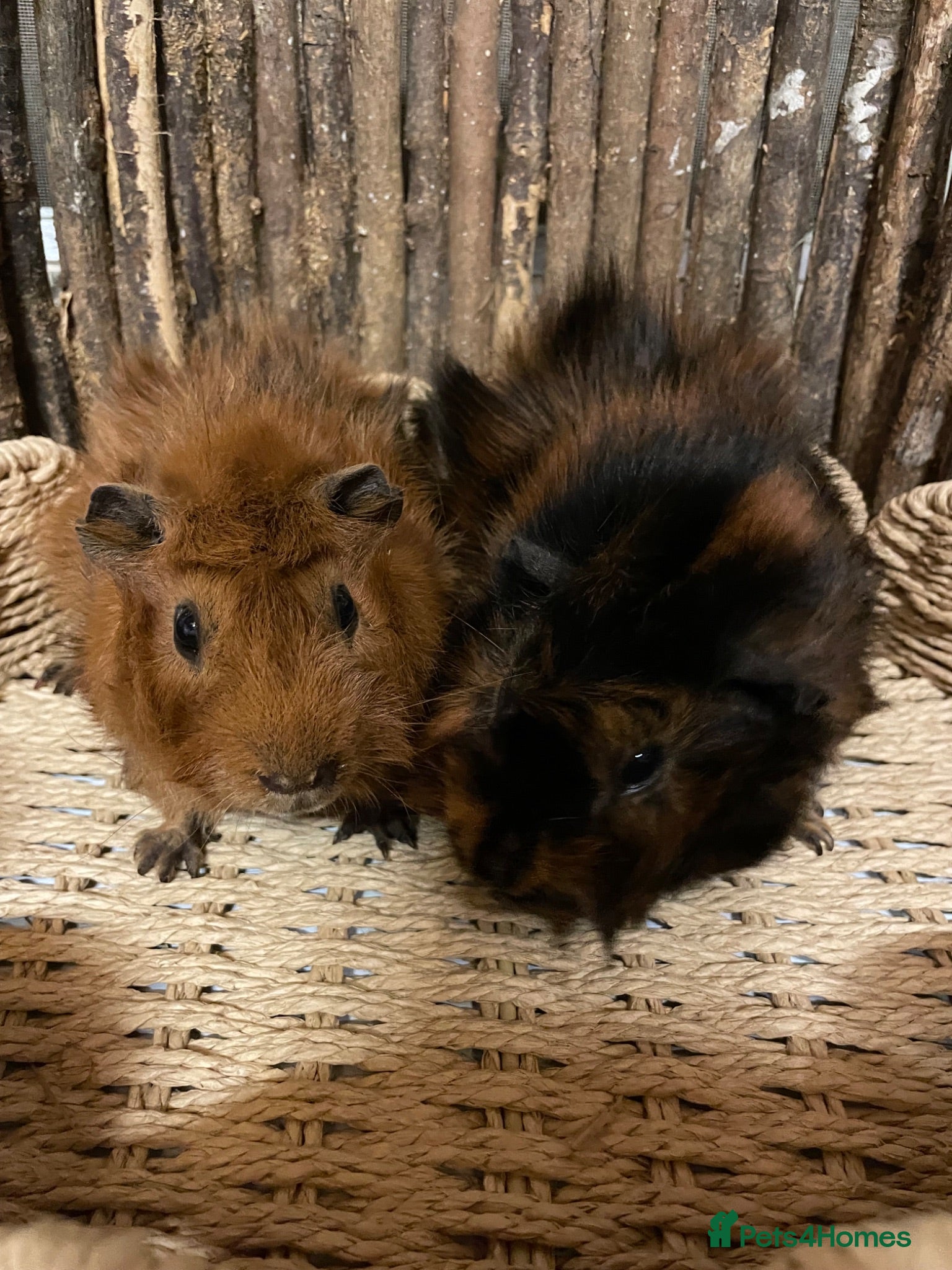 Guinea Pig rodents Beautiful Pair of Male Abyssinian Guinea Pigs - Advert 1