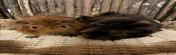 Guinea Pig rodents for sale: Beautiful Pair of Male Abyssinian Guinea Pigs - Advert 1