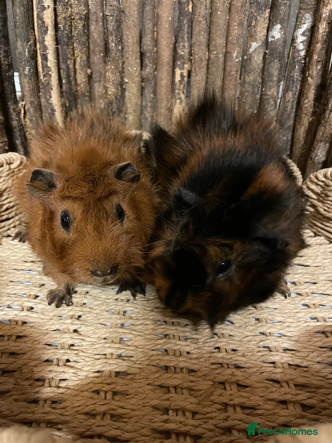 Guinea Pig rodents for sale: Beautiful Pair of Male Abyssinian Guinea Pigs - Advert 1