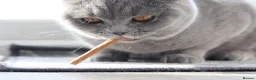 British Shorthair cats for sale: 🧸 Stunning GCCF BSH Female Champion Bloodlines ✨ - Advert 18