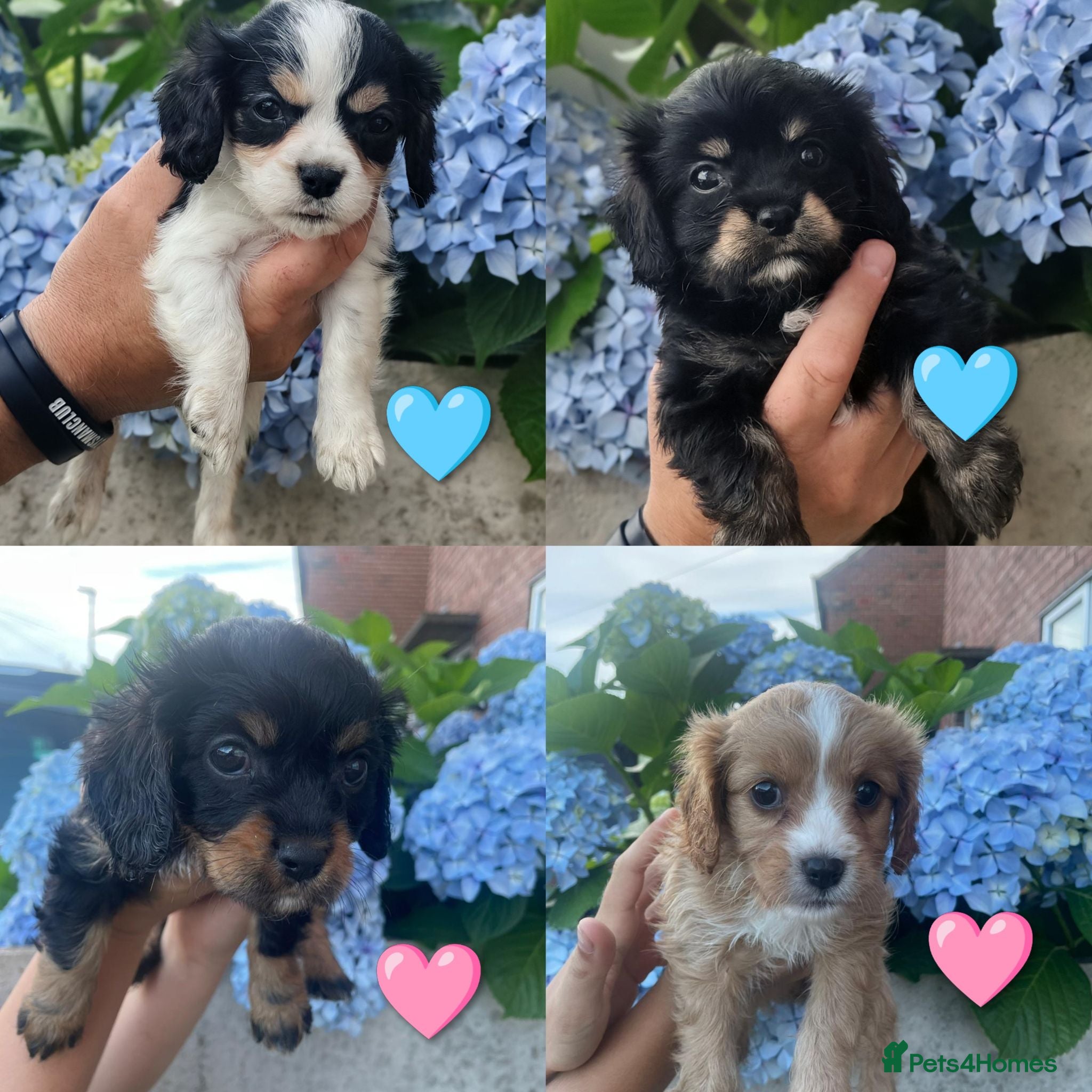 Mixed Breed dogs Beautiful Cavalier Mix Breed pups - Advert 1