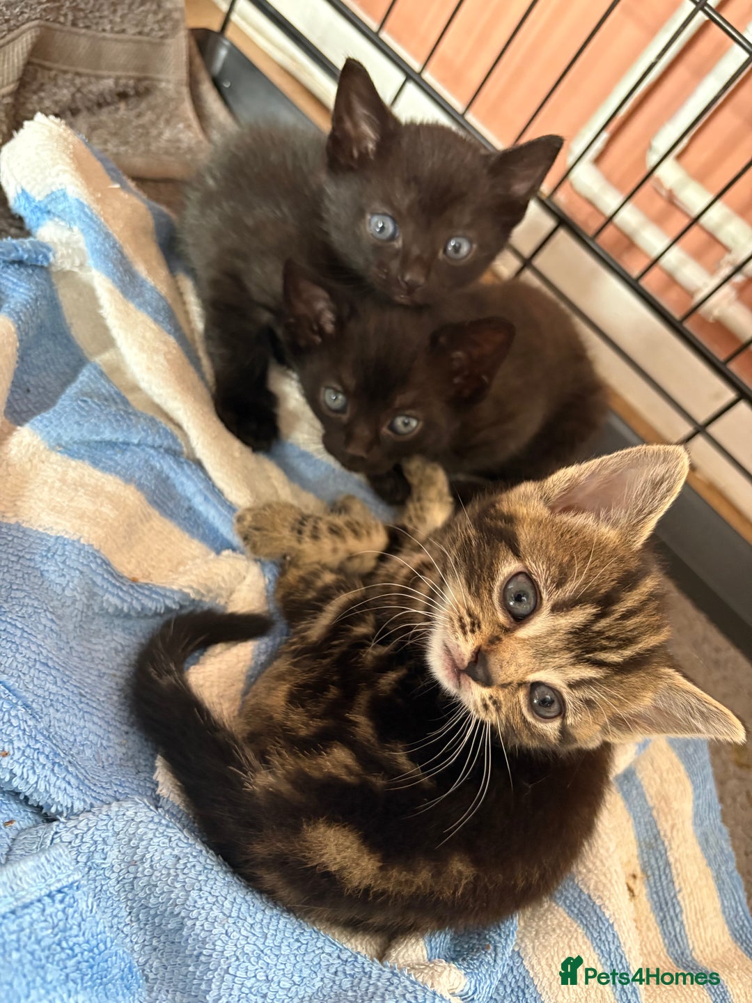 Russian Blue cats for sale: Kittens for sale  - Image 3