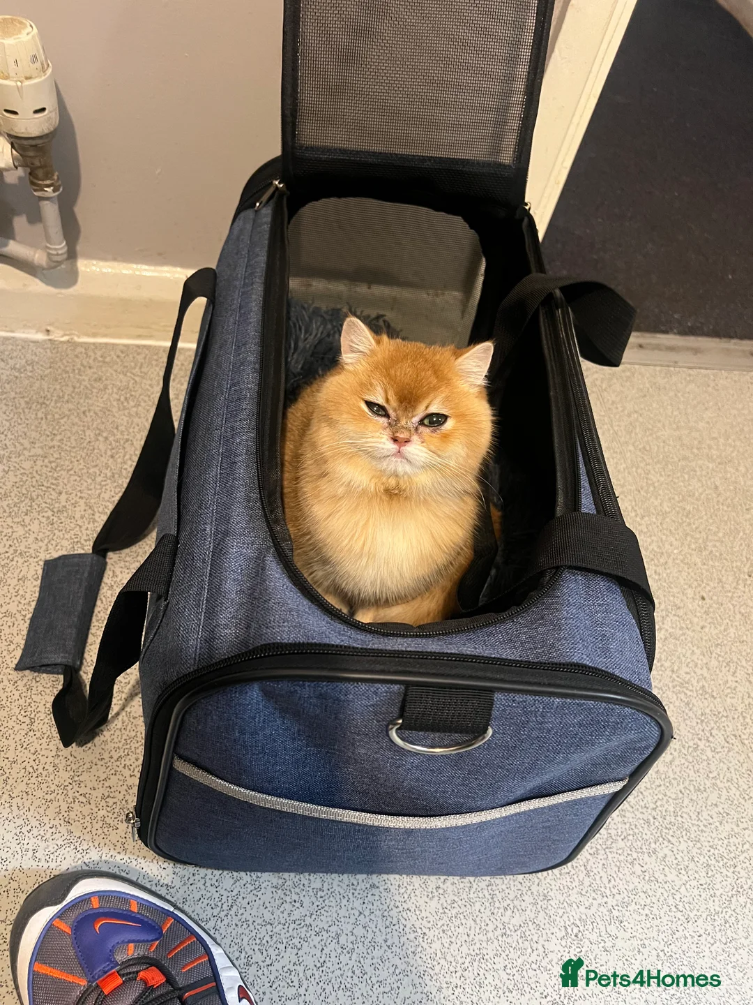 British Shorthair cats for sale: Golden British Shorthair NY12 – TICA Active - Advert 2