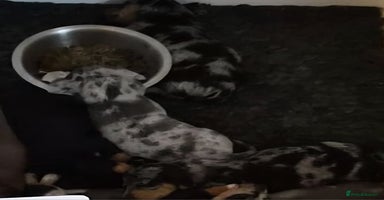 Miniature Dachshund dogs - Advert 1