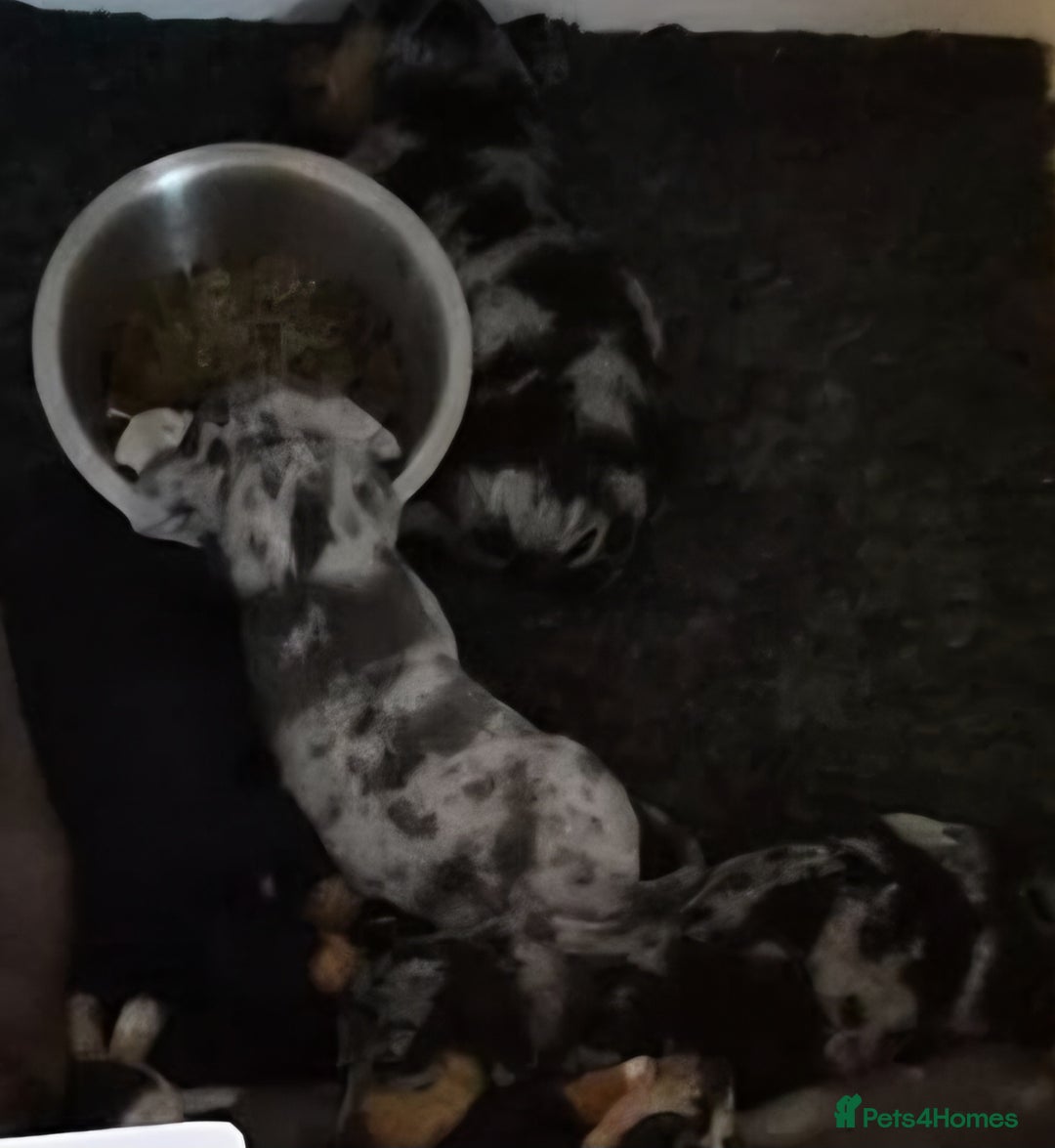 Miniature Dachshund dogs for sale: Amazing miniture dachshund puppies  - Image 3