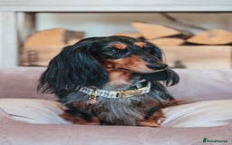 Miniature Dachshund dogs for sale: PEDIGREE MINIATURE LONGHAIRED DACHSHUNDS  - Image 8