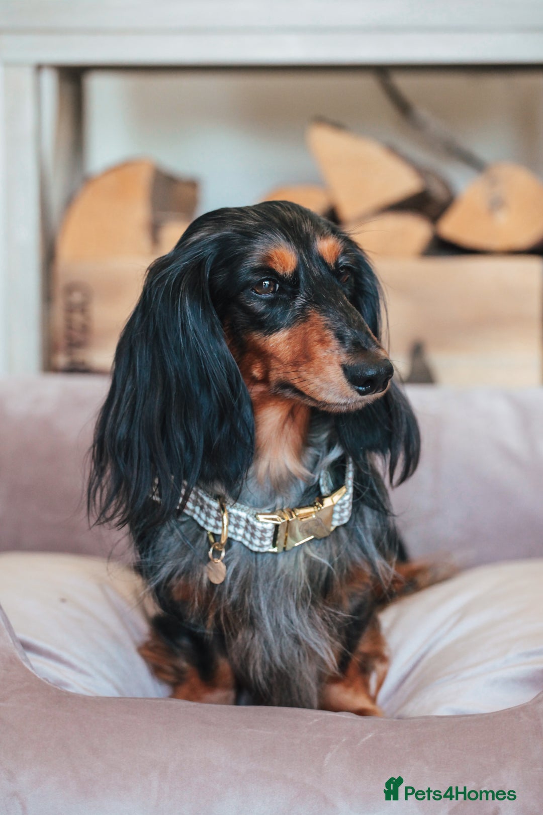 Miniature Dachshund dogs for sale: PEDIGREE MINIATURE LONGHAIRED DACHSHUNDS  - Image 8