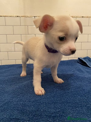 Chihuahua dogs Healthy KC registered Chihuahua pups - Advert 11