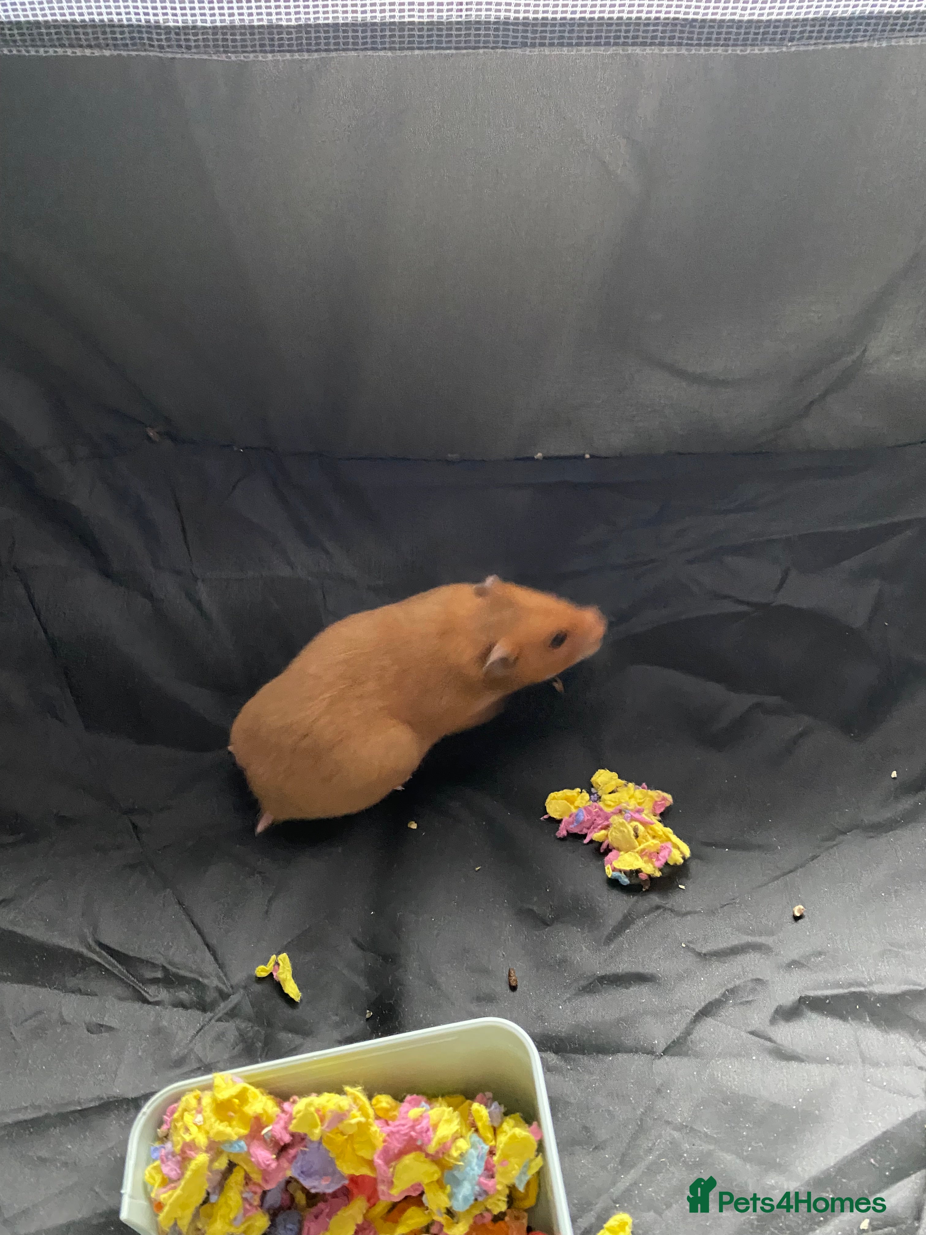 Hamster rodents BEAUTIUL FEMALE SYRIAN HAMSTER FULL SET UP  - Advert 1