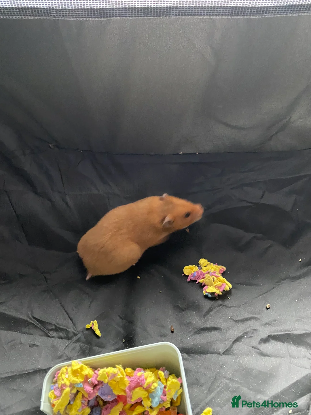 Hamster rodents for sale: BEAUTIUL FEMALE SYRIAN HAMSTER FULL SET UP  - Advert 1
