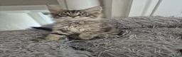 Maine Coon cats for sale: 2 Beautiful Maine Coon Kittens Ready Now  - Advert 8