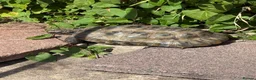 Tortoise reptiles for sale: Greek tortoise  in Bristol - Advert 1