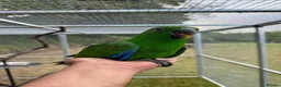 Parrots birds for sale: Hand reared Eclectus, Ready Now! - Advert 3
